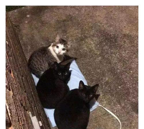 抓住流浪猫，乐趣无穷（以游戏为主的流浪猫抓捕指南）